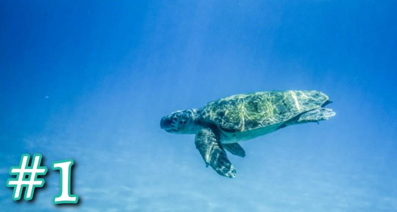 Sea Turtle