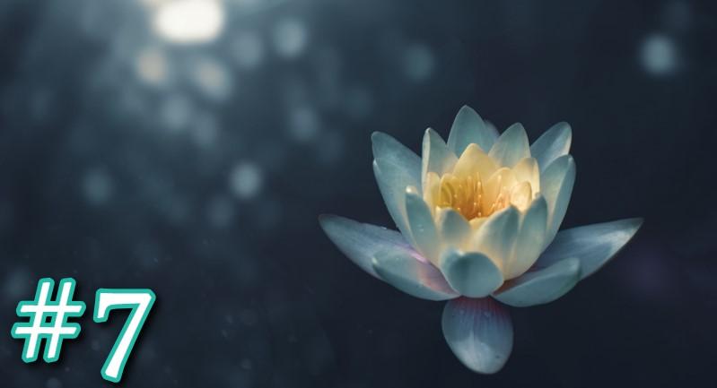 Lotus Flower