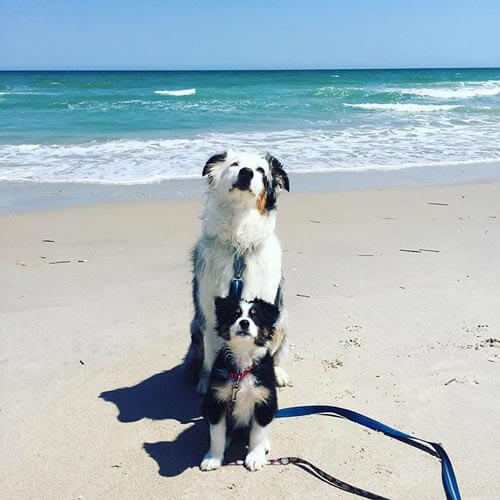 Popular Search Dog Friendly