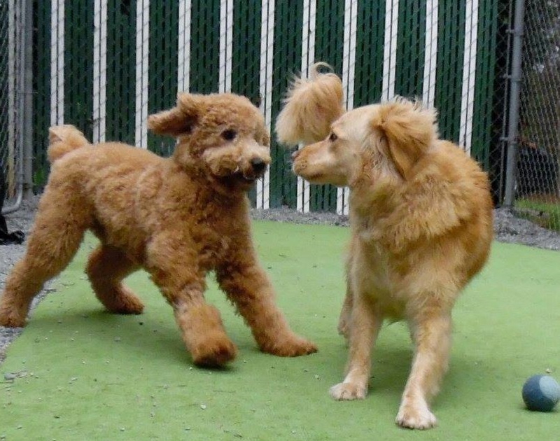 Things To Do Surf City Pawville